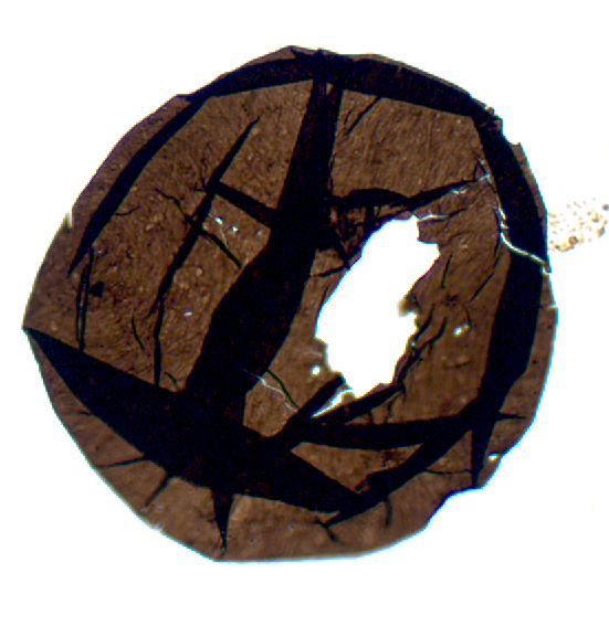 Valeria_SCC34_website