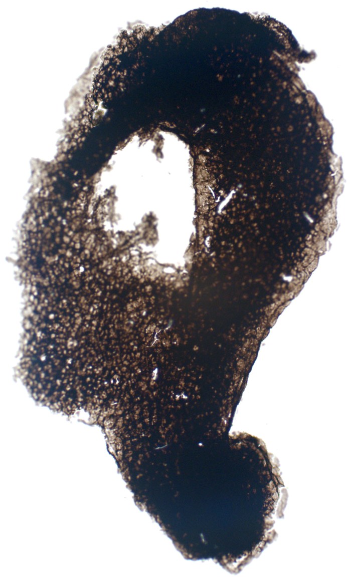 Coniunctiophycus_website