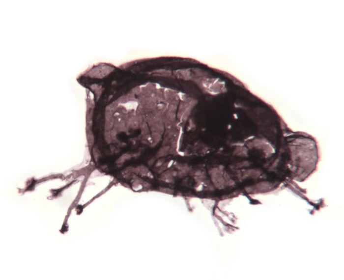 Tappania_2i_adjusted_blog_image